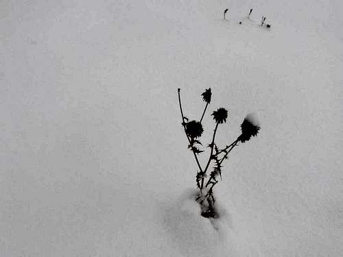 a flower in the snow
