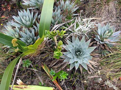 Plants on Roraima