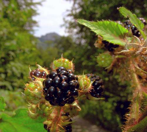 Wild blackberry