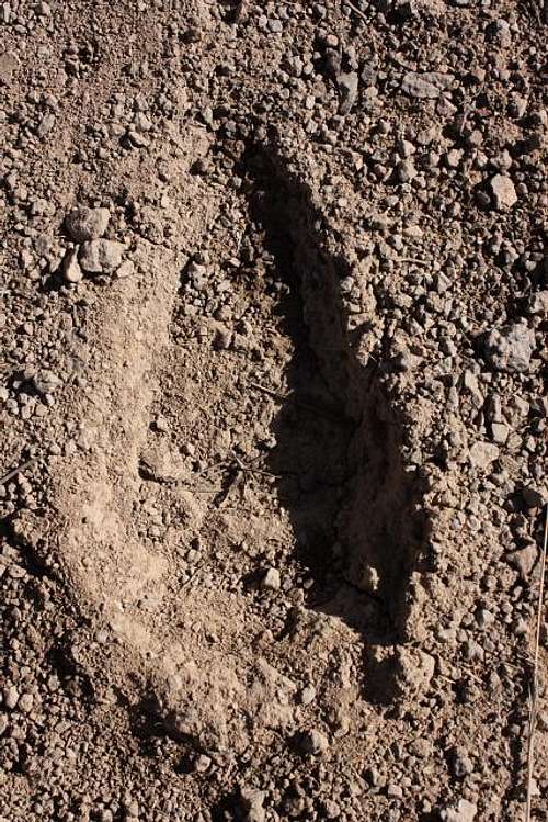 Bear tracks beyond doubt