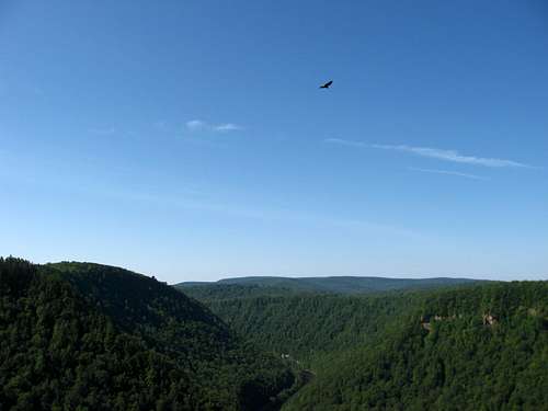 Bird over Pine Creek Gorge