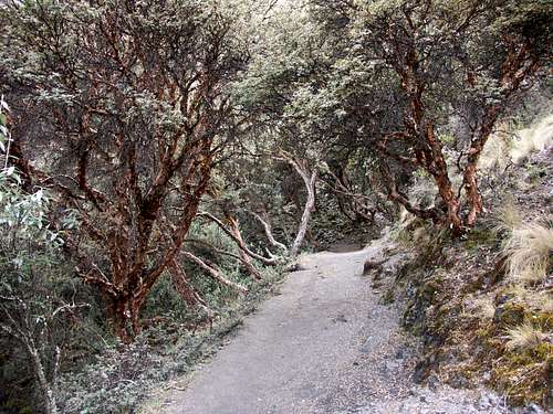 Quenual Trees Along Trail to Macrash Punta