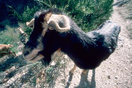 Furfande goat