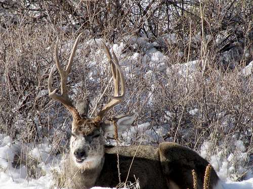 Mule Deer buck - Roxborough State Park - Colorado