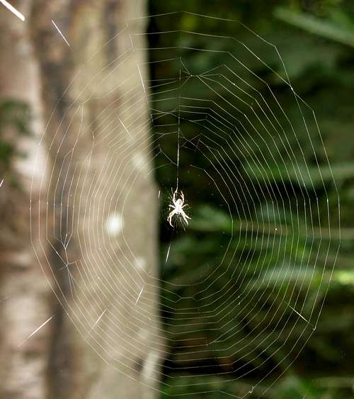 a spider inviting you into his web