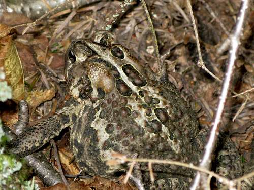 A toad trying to camouflage itself