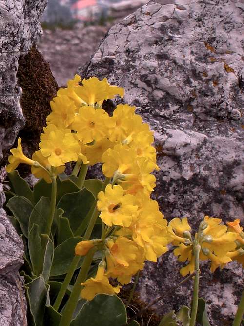 Mountain Primula ?