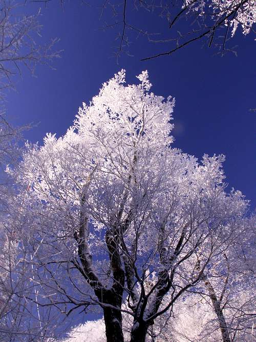 Winter sycamore ...