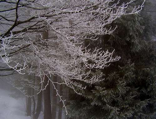 Winter day in Bosco Giulia