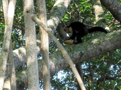 Wildlife:  Parque Nacional Jeannette Kawas/Punta Sal (Honduras)