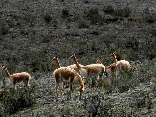Vicunas near Chimborazo