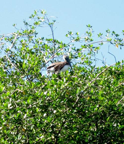 Tree top pelicans