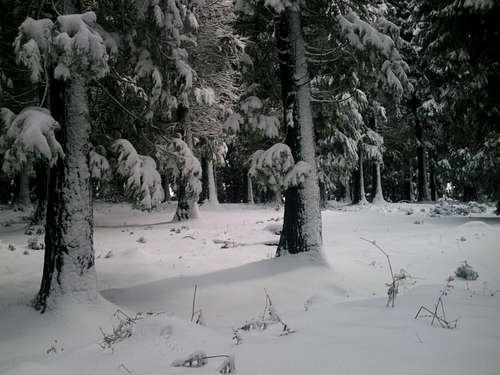 White forests