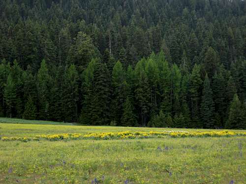 Where meadow meets forest...