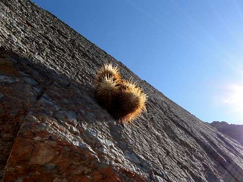 Barrel Cactus clings to the rock