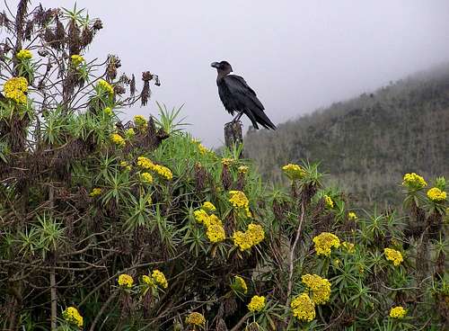 White-Necked Raven