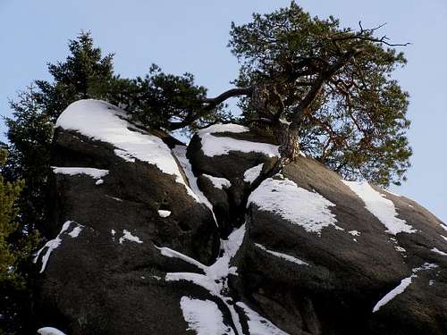 Pine Tree in Winter Scenery