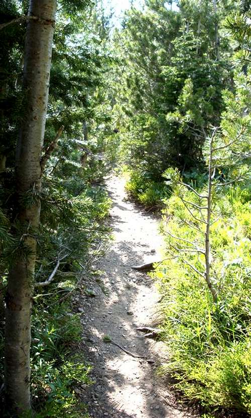 Forset Trail