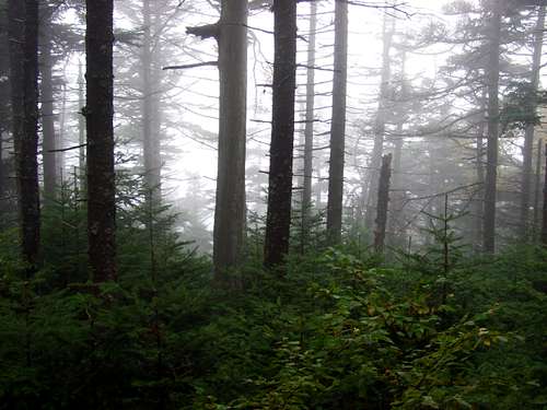 Misty Forest On Ellen