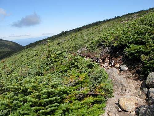 the trail on Mt. Guyot