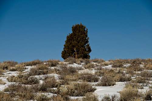 Lonely Tree