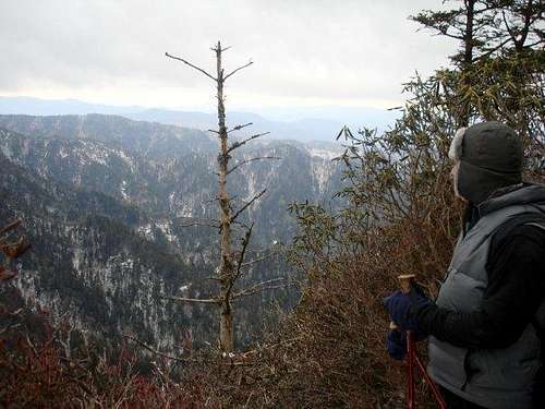 Near LeConte's Summit