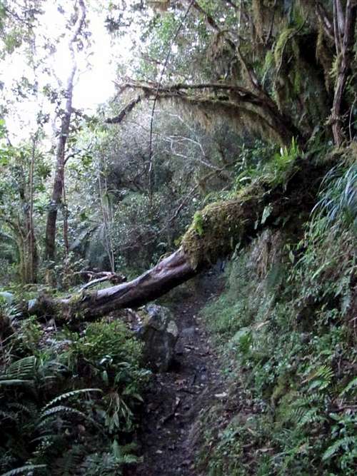 A Tree Over Blue Mountain Peak Trail
