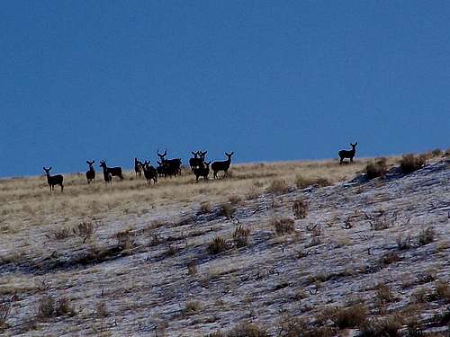 A big Mulie and his herd