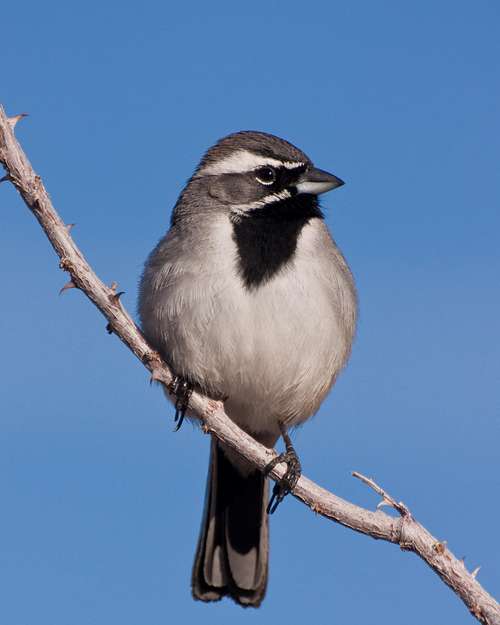 Black Breasted Sparrow