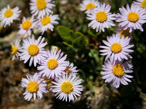 Possibly an Aster