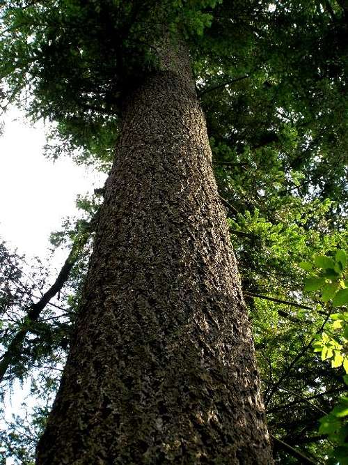 Trunk of Douglas-fir