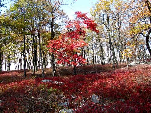 a red tree in a sea of red