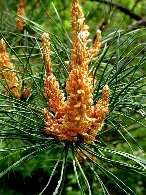 Pinus sylvestris – pollen cones