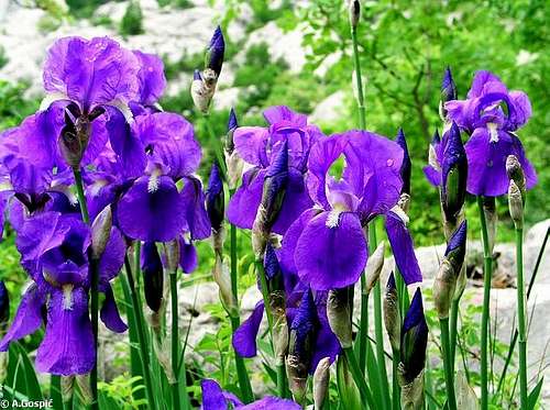  Perunika or Iris (this...