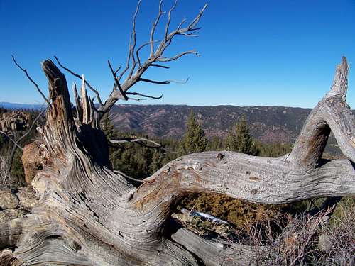 Ghost Tree on Southeast Summit of Mount Esther