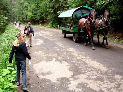 Horse-Pulled Carriage