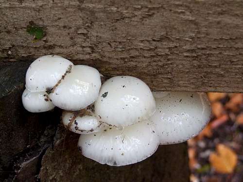 Mushrooms - (gljive)