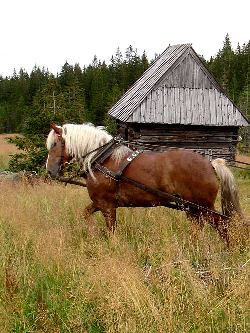 Haflinger Mountain Horse