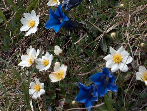 Trumpet Gentians (or stemless gentians) with Mountain avens (Dryas octopetala)
