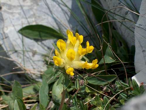 Yellow vulneraria (Anthyllis alpestris)