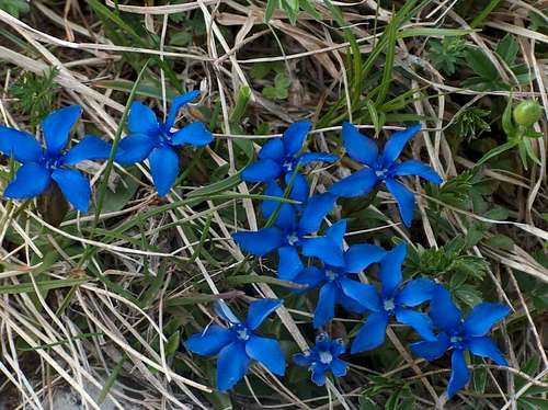 Blue gentianes