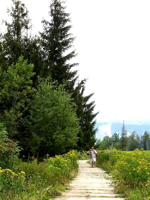 Flowery Spruce Path
