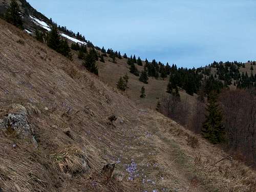 The Rakytov trail is strewn of crocuses in this early spring.