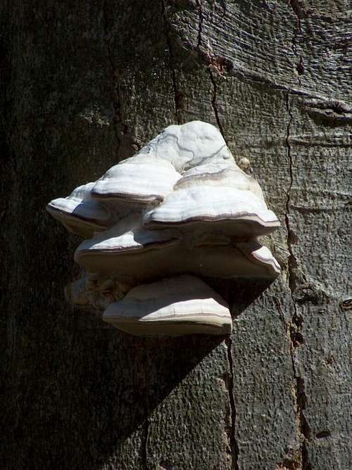 Mushroom on a beech tree in Veľká Fatra