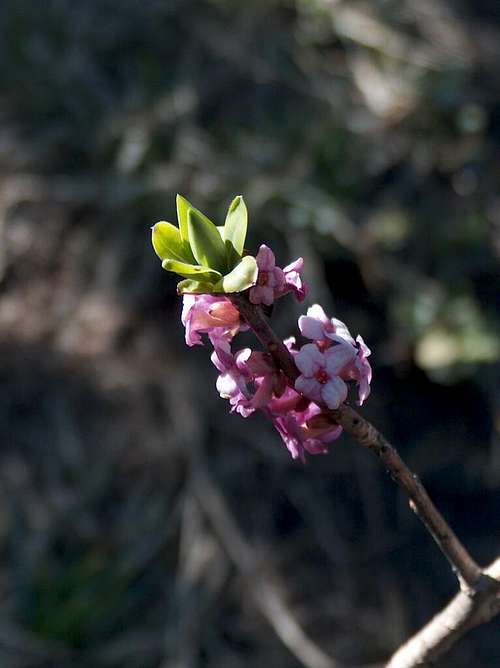 Early rhododendron in Veľká Fatra