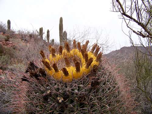 Barrel Cactus near Brown Mountain