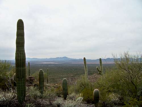 Saguaro Forest from Brown Mountain