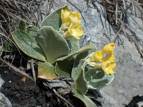 Little yellow flowers on the limestones of Veľký Choc