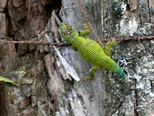 Spiny Green Lizard