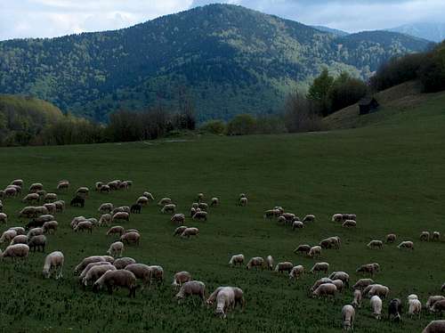 Herds of sheep in the beginning of the spring in Vlkolínec :)